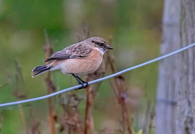 Siberian Stonechat