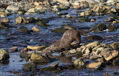 Otter