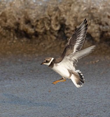 Ringed Plover