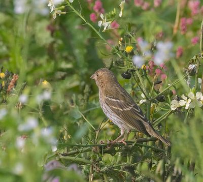 Common Rosefinch