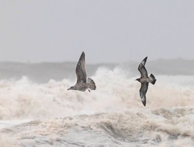 Pomarine Skua (1st w)