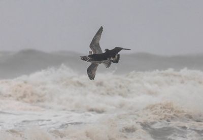 Pomarine Skua