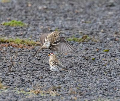 Meally Redpoll