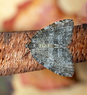 November Moth (Epirrita dilutata)