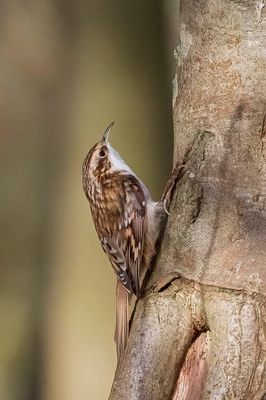 Treecreeper