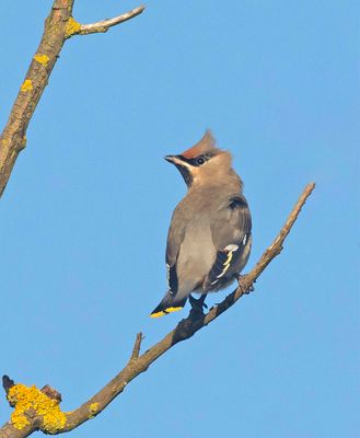 Waxwing (1st w)