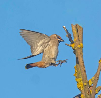 Waxwing (1st w)