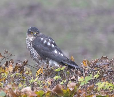 Sparrowhawk