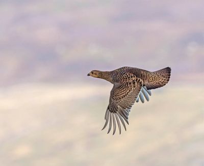 Greyhen (female Black Grouse)