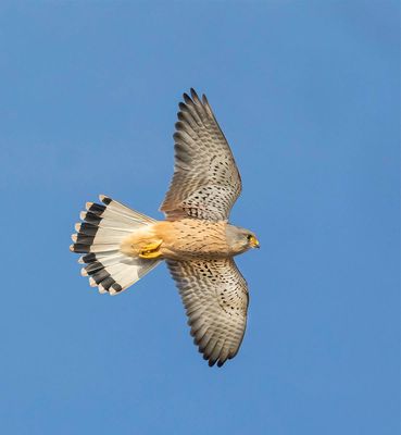 Kestrel