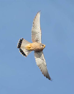 Kestrel