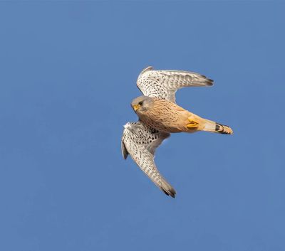 Kestrel