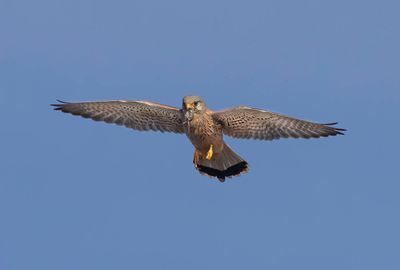 Kestrel