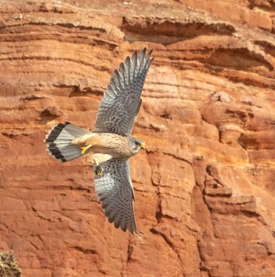 Kestrel