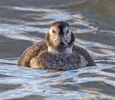 Long-tailed Duck