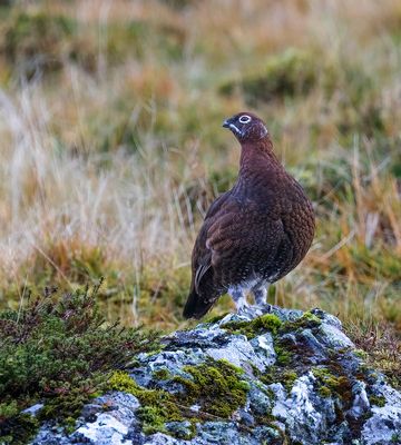 Red Grouse