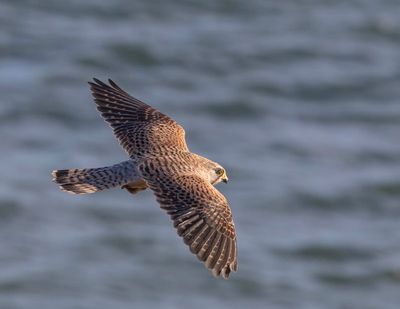 Kestrel (female)