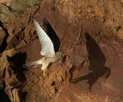 Kestrel (female)