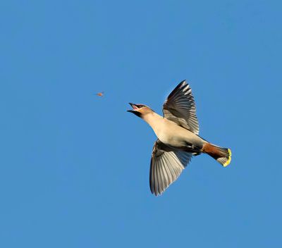 Waxwing