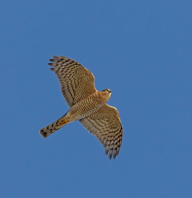 Sparrowhawk
