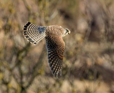 Kestrel (female)