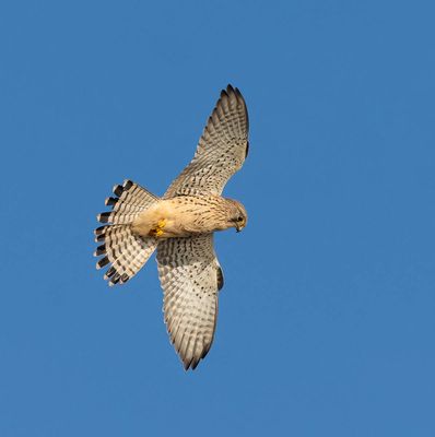 Kestrel (female)