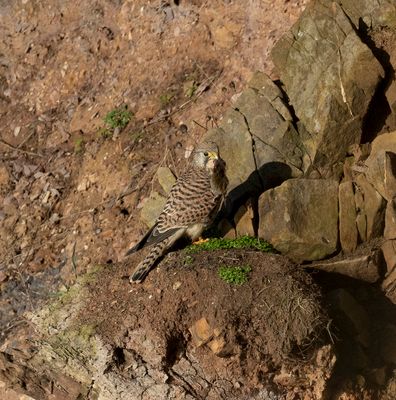 Kestrel (female)