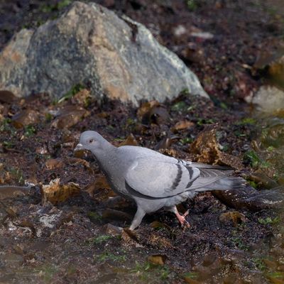 Rock Dove