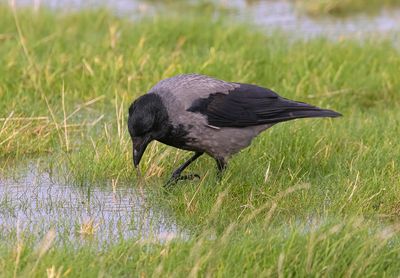 Hooded Crow