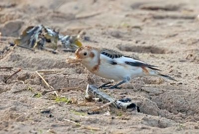 Snow Bunting