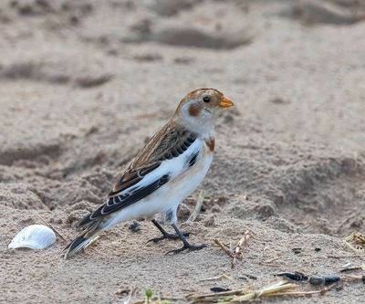 Snow Bunting