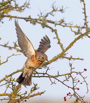 Fieldfare