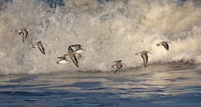 Sanderling