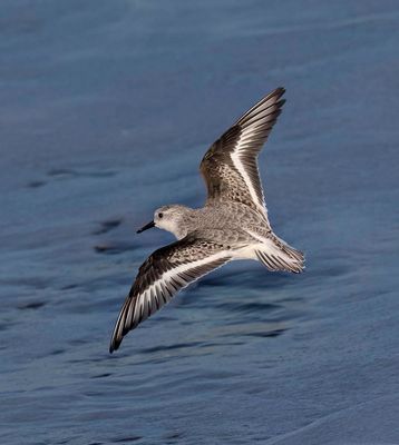 Sanderling
