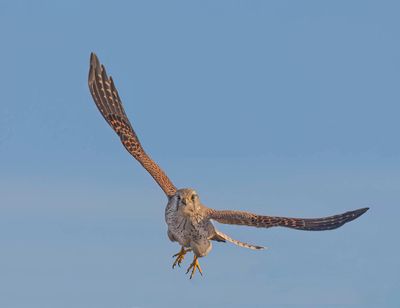 Kestrel (female)