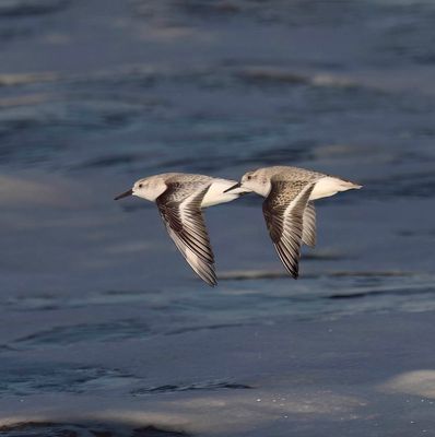 Sanderling