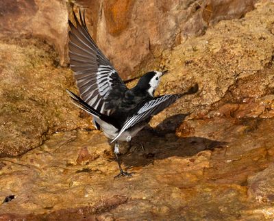 Pied Wagtail