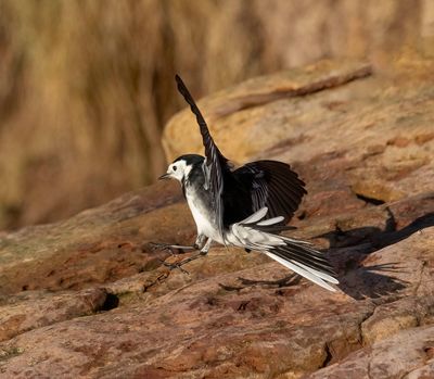 Pied Wagtail