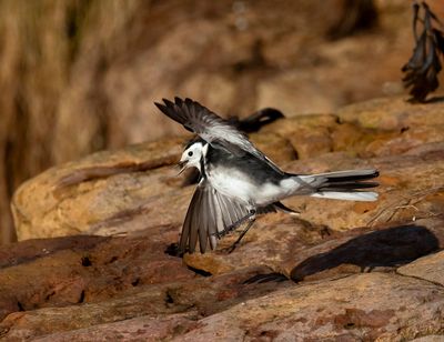 Pied Wagtail