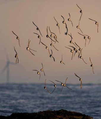 Dunlin