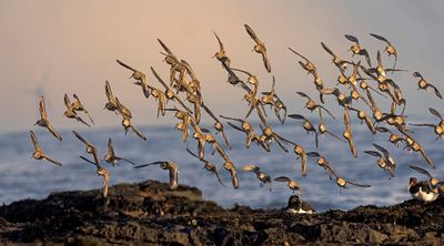 Dunlin