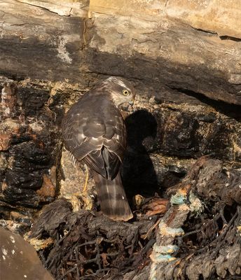 Sparrowhawk (1st w)