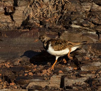 Turnstone