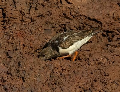 Turnstone