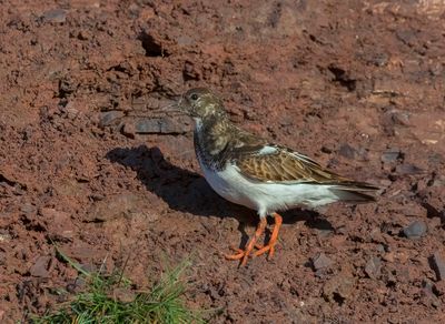 Turnstone