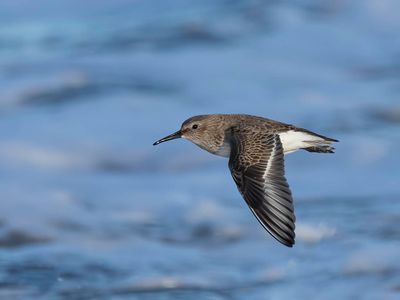 Dunlin