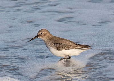 Dunlin