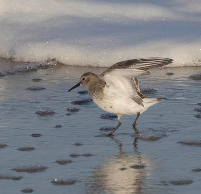 Dunlin