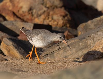 Redshank