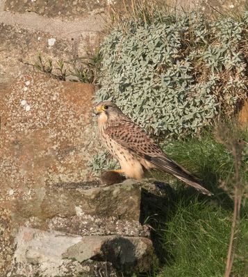 Kestrel (female)